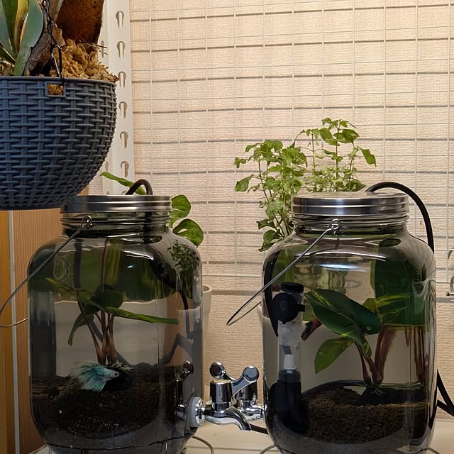 lonlonさんの実例写真