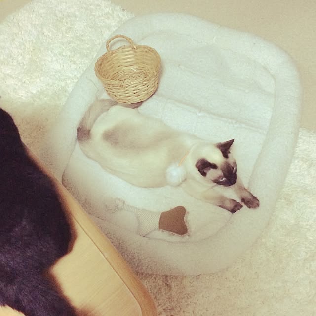chadoさんの実例写真