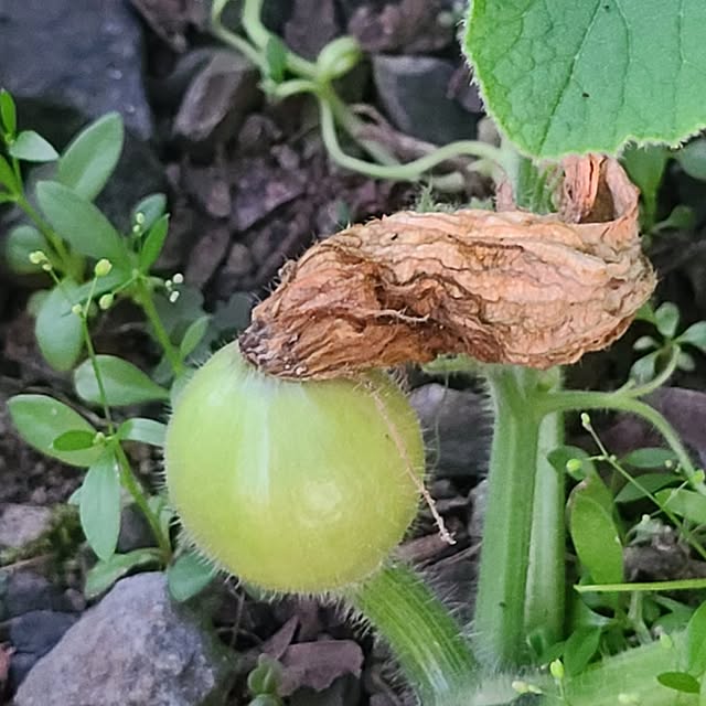 Rubiconさんの実例写真