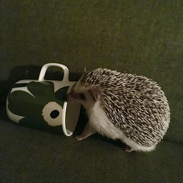 saokoさんの実例写真