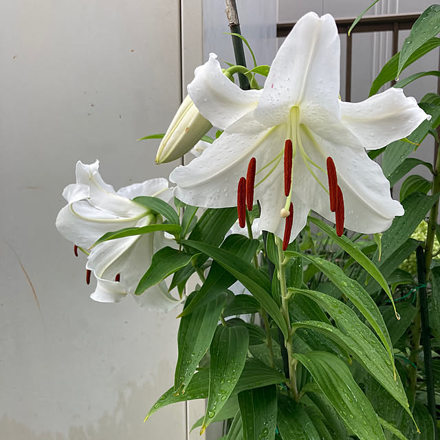 mamaさんの部屋