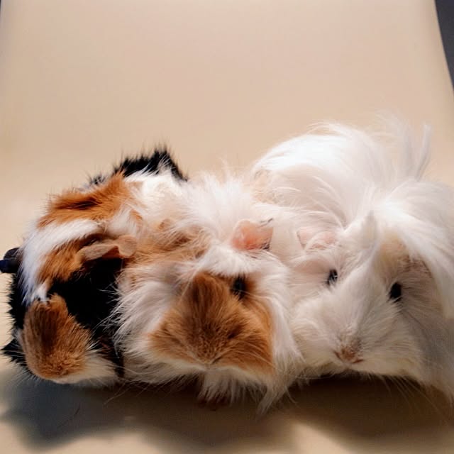 Atsushiさんの実例写真