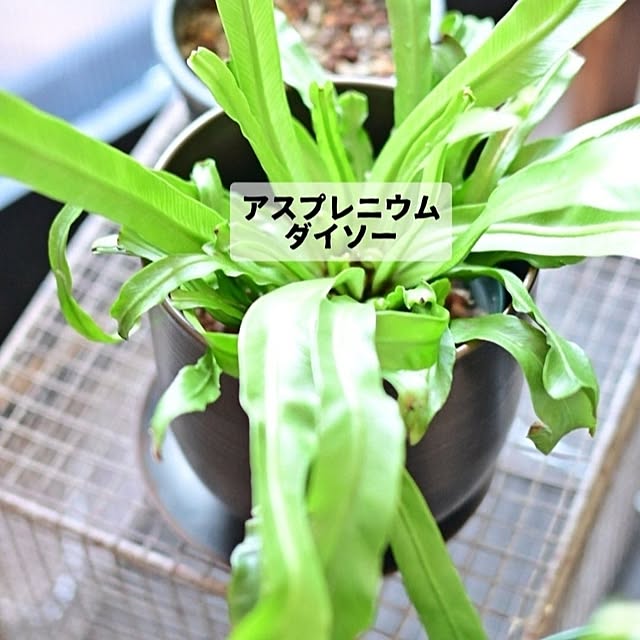 CYNOSさんの部屋