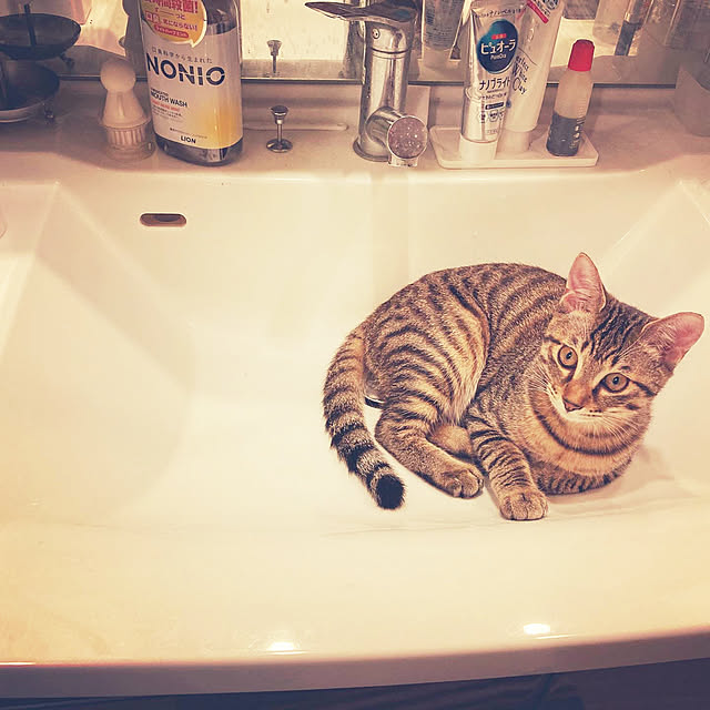pchさんの実例写真