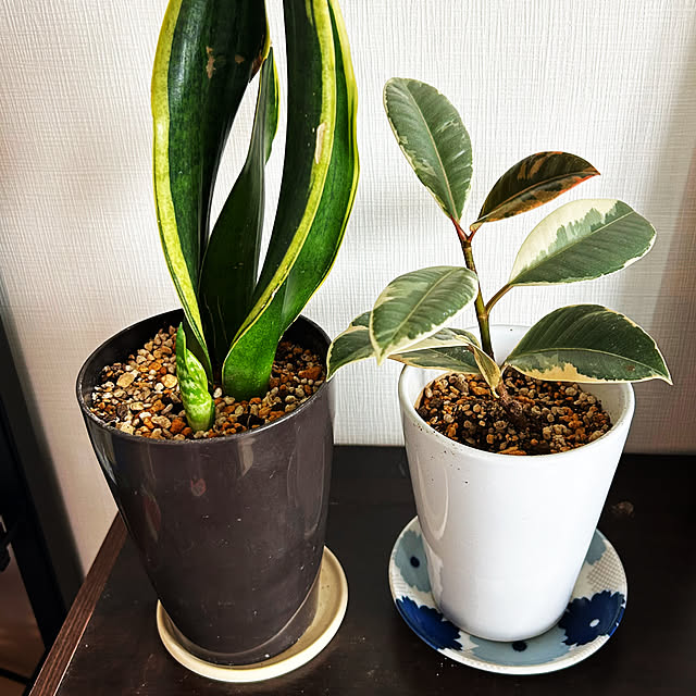 kananaさんの実例写真