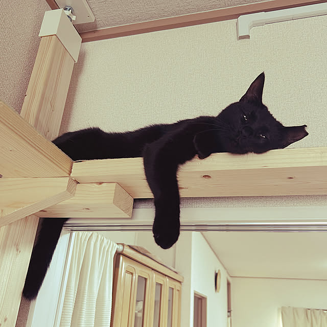 junさんの実例写真