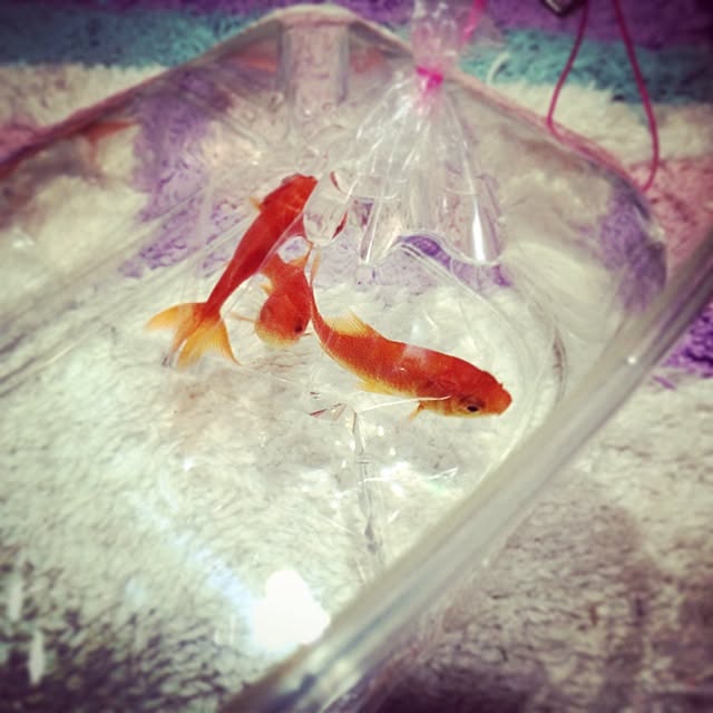 新しく仲間入り！ 少し大きめ ろ過装置 メダカ 金魚 ビオトープ