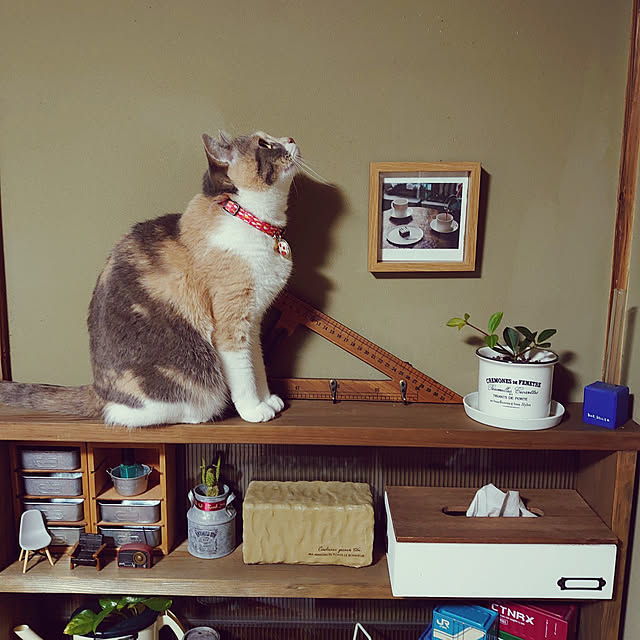 fukuさんの実例写真