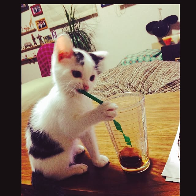chiroru13さんの実例写真