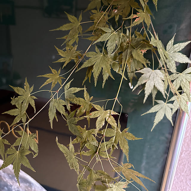 syutmmさんの部屋