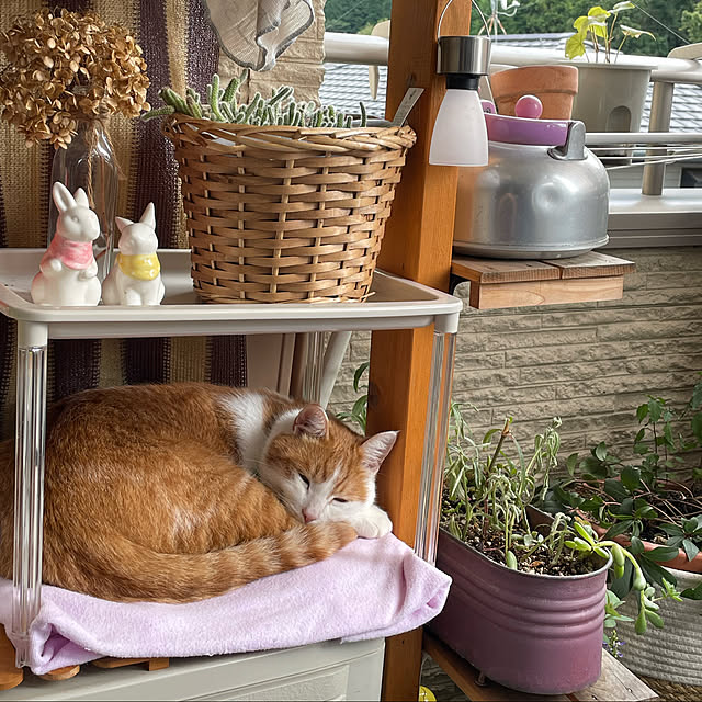 Toyomiさんの実例写真
