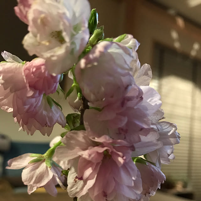 mkk8739hanasakuさんの実例写真