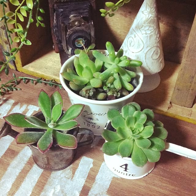 mintさんの実例写真