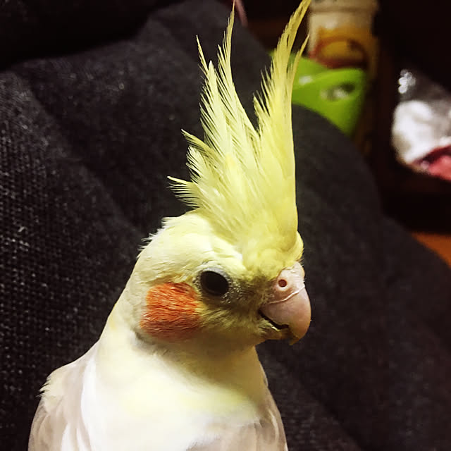moguさんの実例写真
