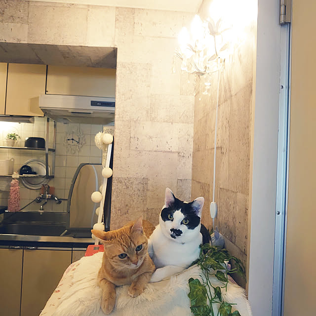 asuminさんの実例写真