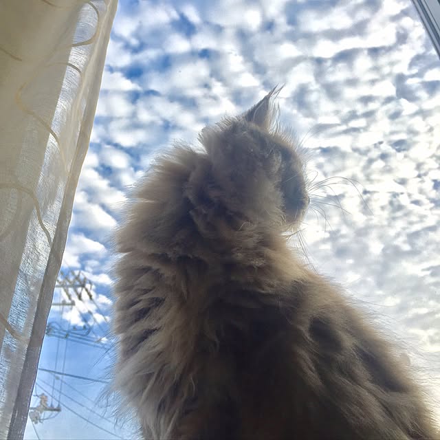 butachanさんの実例写真