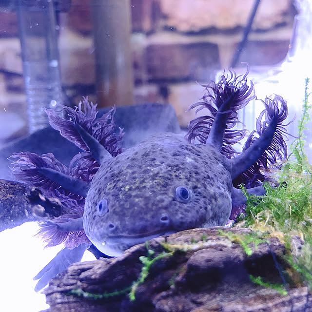 miさんの実例写真