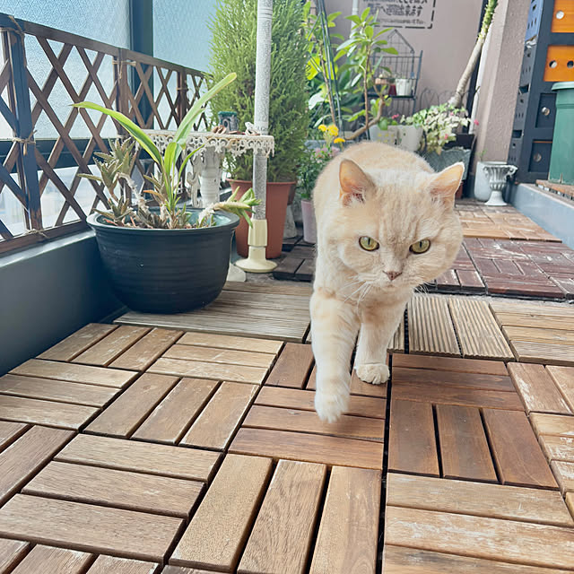 naokoさんの部屋