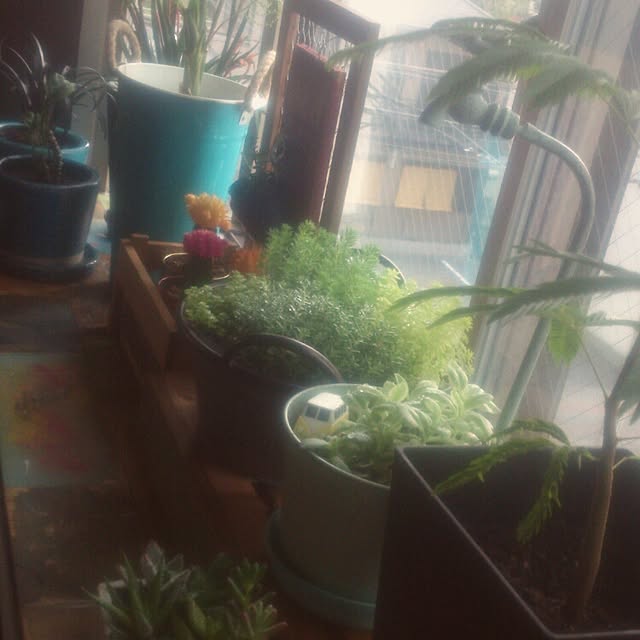 cocosorasakuさんの実例写真