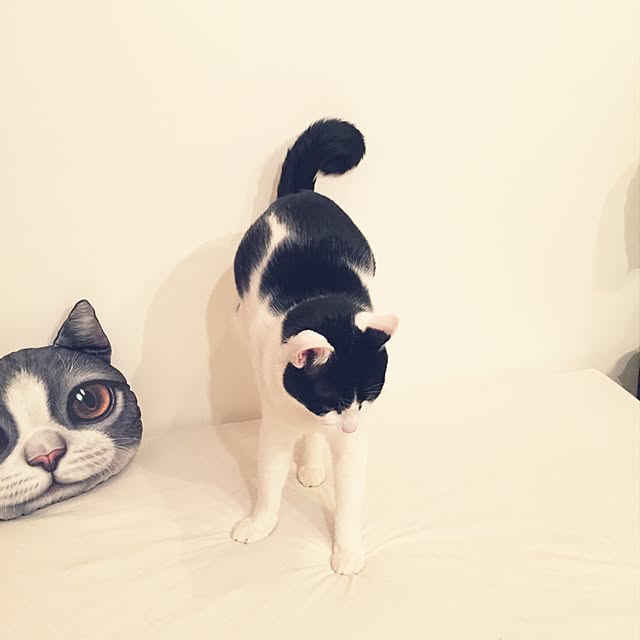 fuku48さんの実例写真