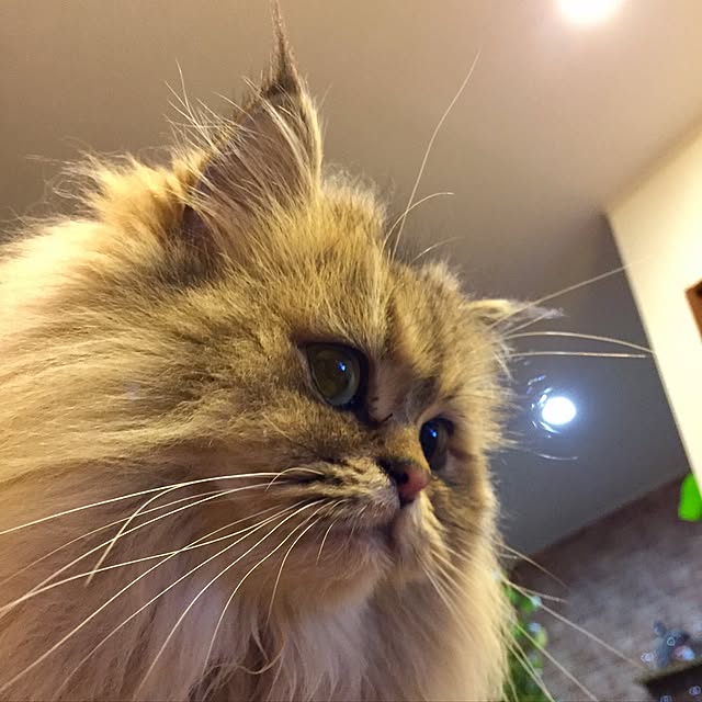 butachanさんの実例写真