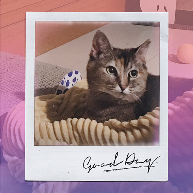 oasisさんの実例写真