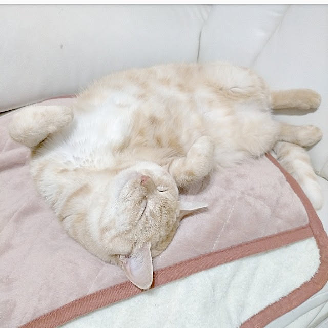 heart.emiemi57.whiteさんの実例写真