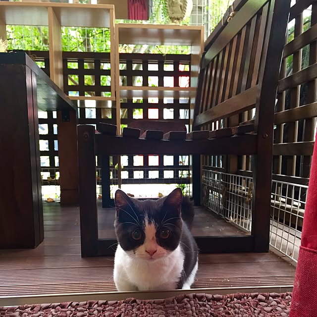 butachanさんの実例写真