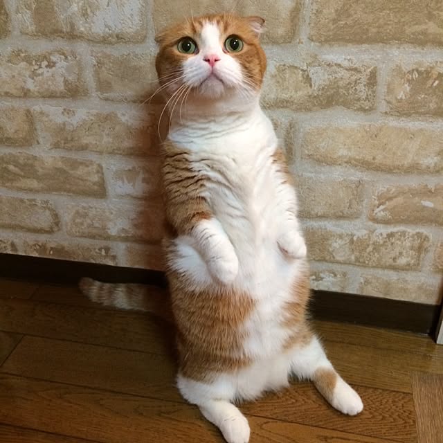 chirurunさんの実例写真