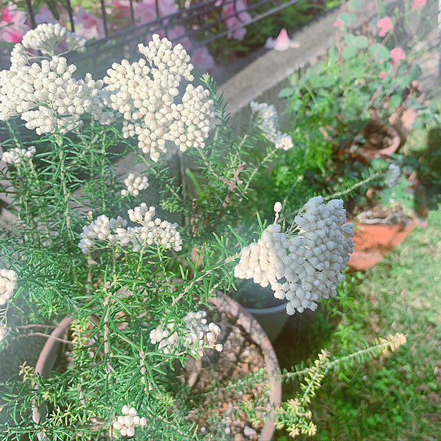 maymamさんの実例写真