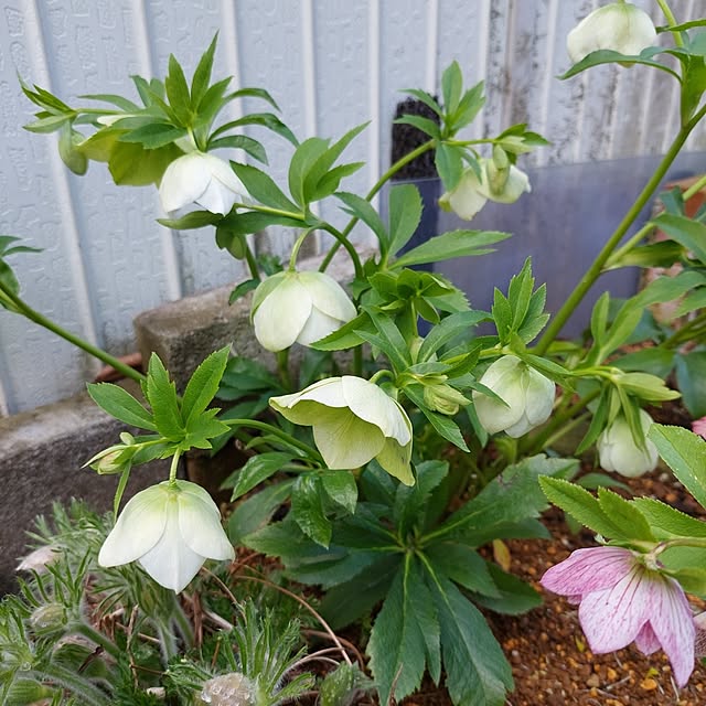 momoさんの実例写真