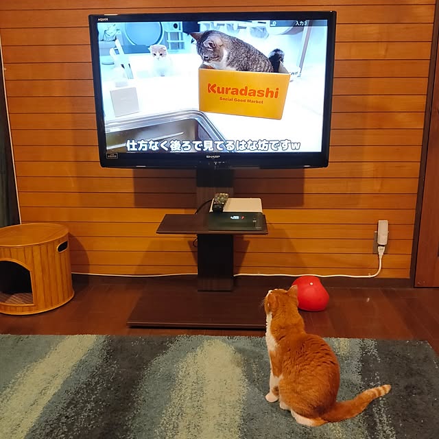 cacaoさんの実例写真