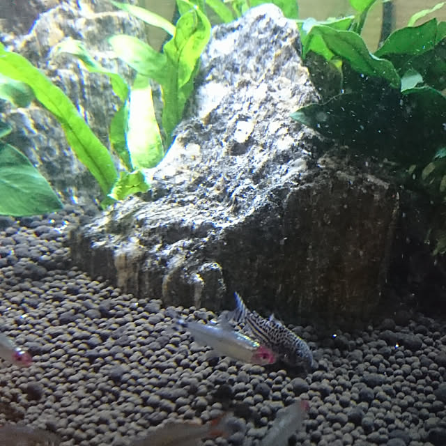 AZさんの実例写真