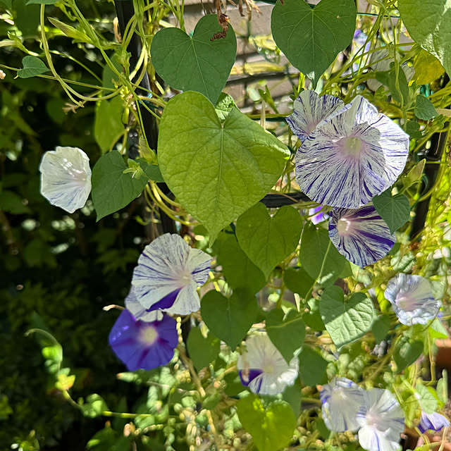 mamizaさんの部屋