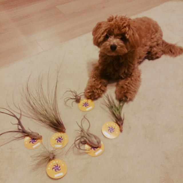 macoさんの実例写真