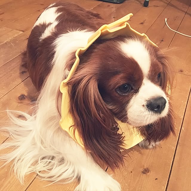 miyaさんの実例写真