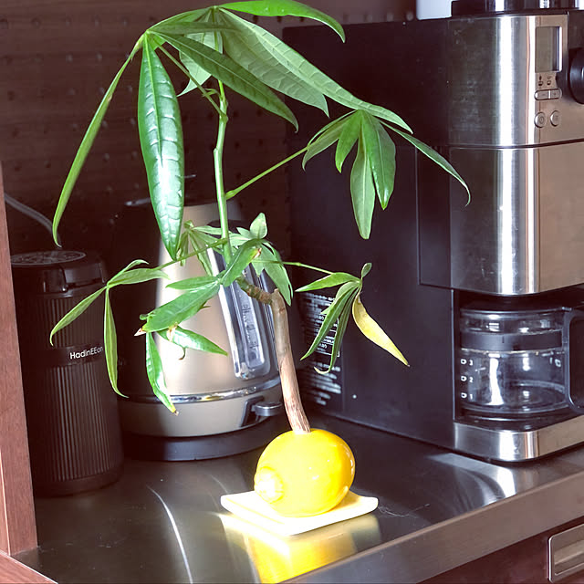観葉植物/キッチンのインテリア実例 - 2021-05-17 12:36:02