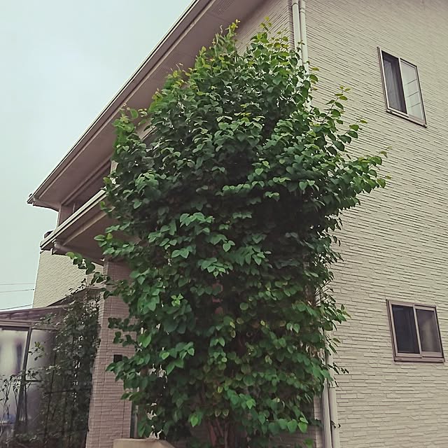 AZさんの実例写真