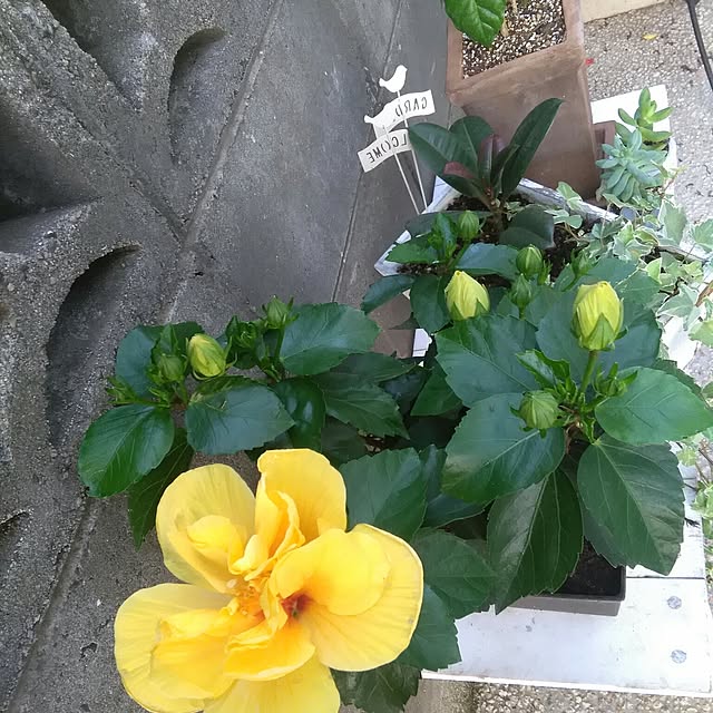実例写真