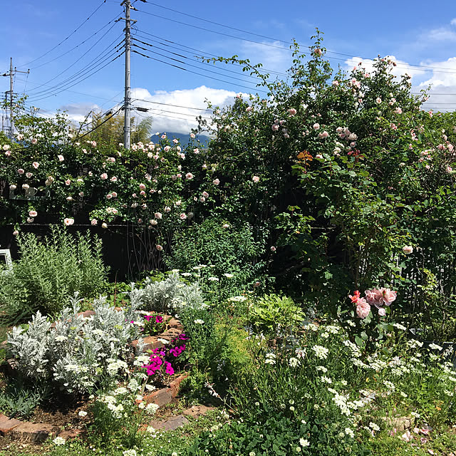 土にまくだけ害虫退治オールスター/アースガーデン/害虫対策/植物のある暮らし/ガーデニング...などのインテリア実例 - 2020-05-20 14:52:40