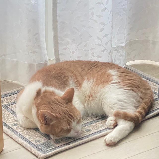 mintteaさんの部屋