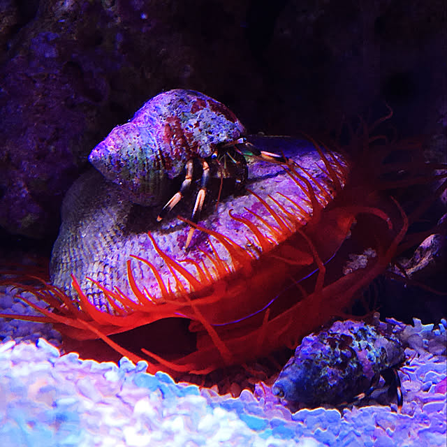 aquarium_seaさんの実例写真