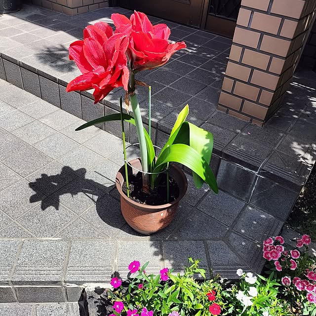 ajisaiさんの実例写真