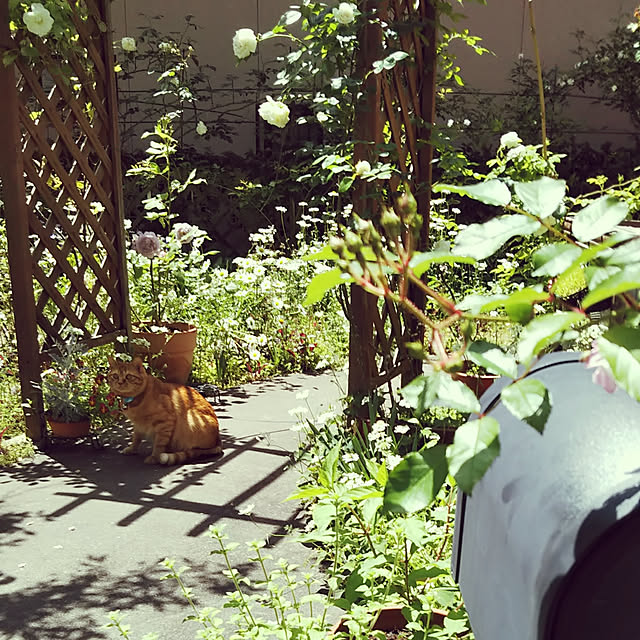 yum0408さんの実例写真