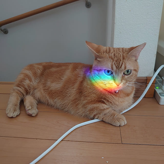 shinobuさんの実例写真