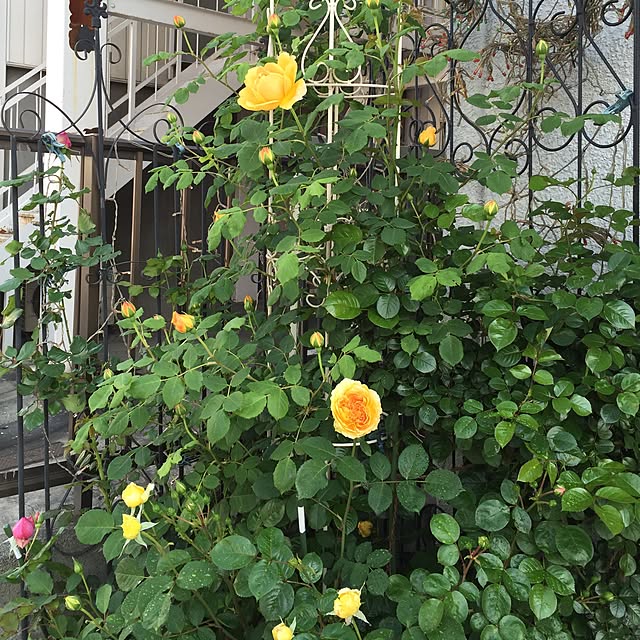 greenroseさんの実例写真