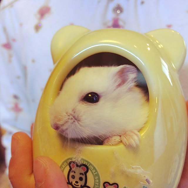 shaoroomさんの実例写真