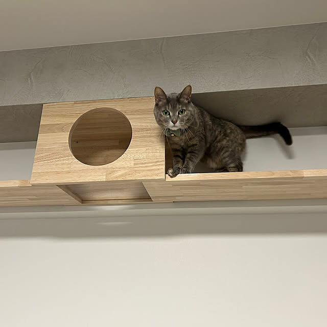 壁/天井/猫好き/猫と暮らすマンション/猫のいる部屋/猫が好き...などのインテリア実例 - 2025-03-12 23:54:40