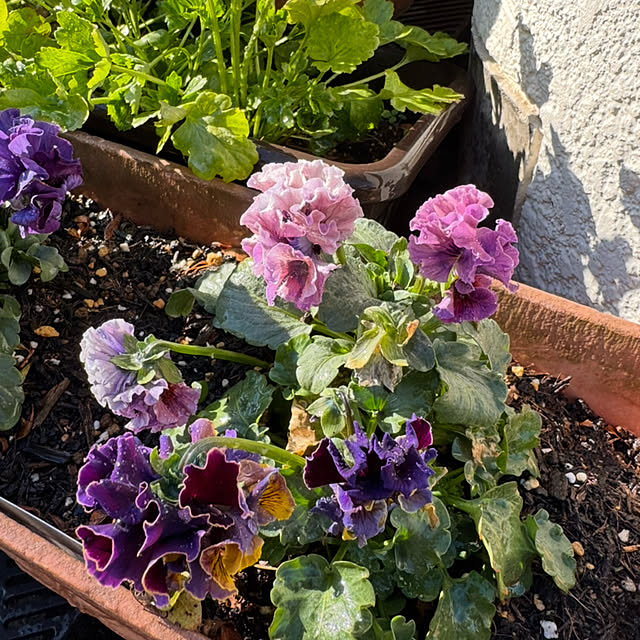 mamizaさんの部屋