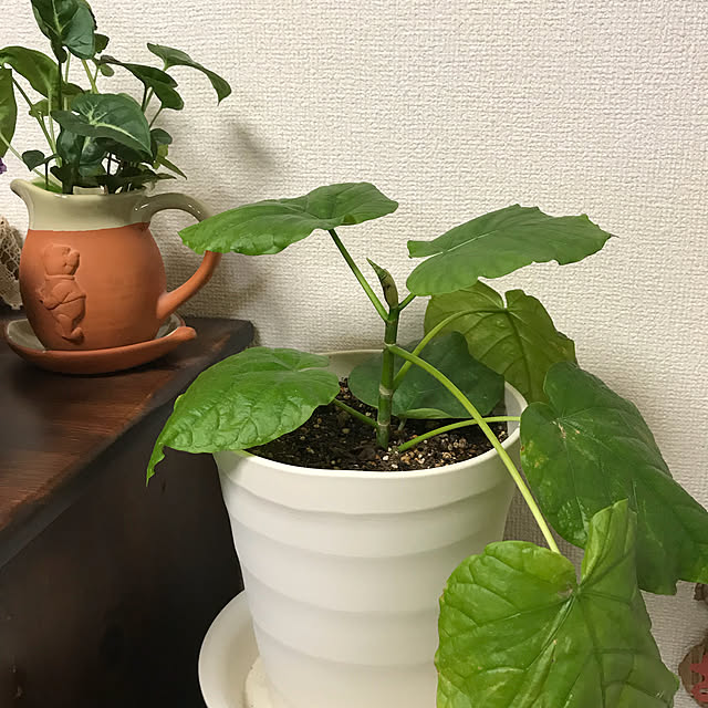 sokatanさんの実例写真